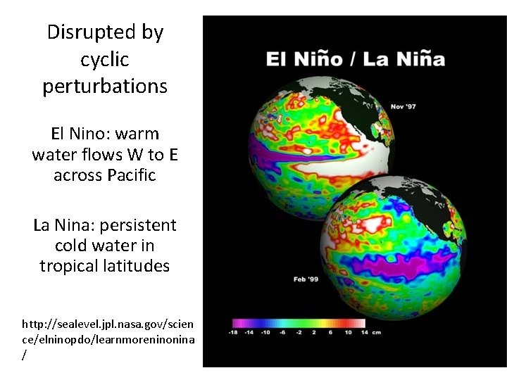 Disrupted by cyclic perturbations El Nino: warm water flows W to E across Pacific