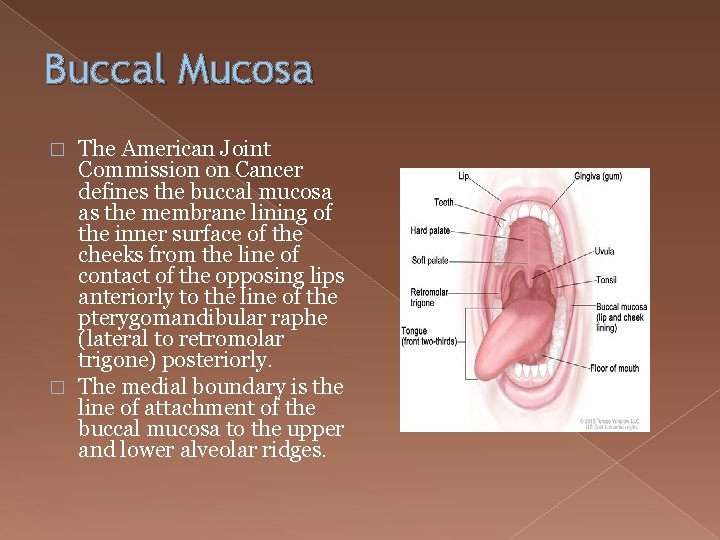 Buccal Mucosa The American Joint Commission on Cancer defines the buccal mucosa as the