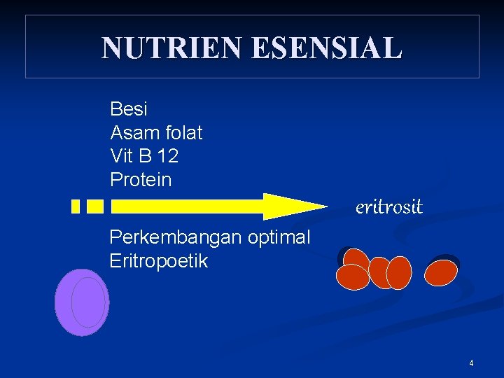 NUTRIEN ESENSIAL Besi Asam folat Vit B 12 Protein eritrosit Perkembangan optimal Eritropoetik 4