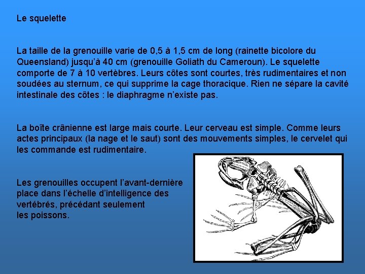 Le squelette La taille de la grenouille varie de 0, 5 à 1, 5