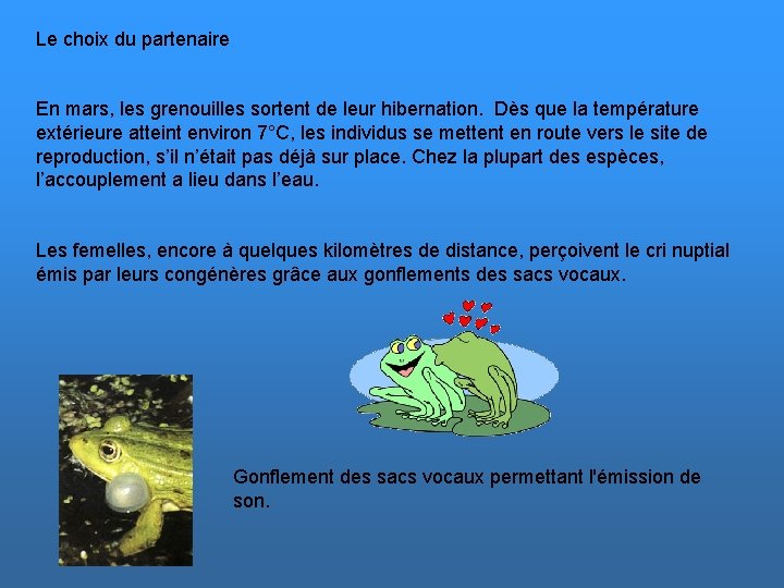 Le choix du partenaire En mars, les grenouilles sortent de leur hibernation. Dès que