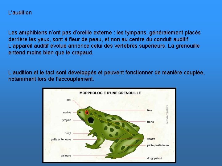 L'audition Les amphibiens n’ont pas d’oreille externe : les tympans, généralement placés derrière les