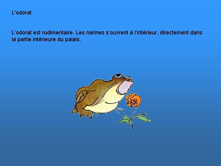 L'odorat L’odorat est rudimentaire. Les narines s’ouvrent à l’intérieur, directement dans la partie intérieure
