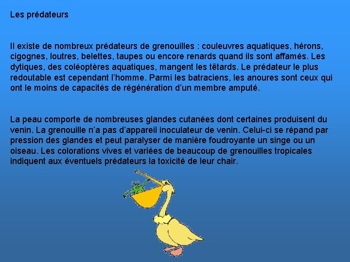 Les prédateurs Il existe de nombreux prédateurs de grenouilles : couleuvres aquatiques, hérons, cigognes,