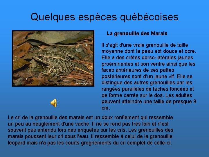 Quelques espèces québécoises La grenouille des Marais Il s'agit d'une vraie grenouille de taille