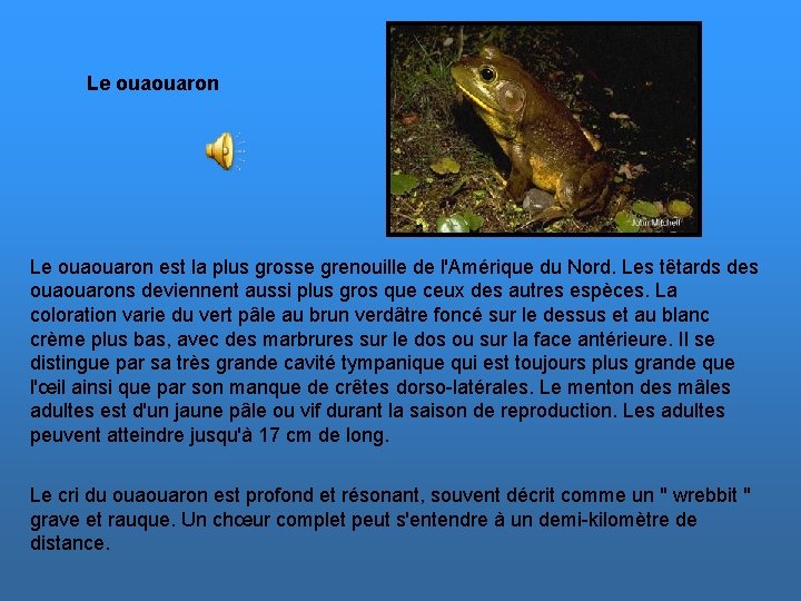 Le ouaouaron est la plus grosse grenouille de l'Amérique du Nord. Les têtards des