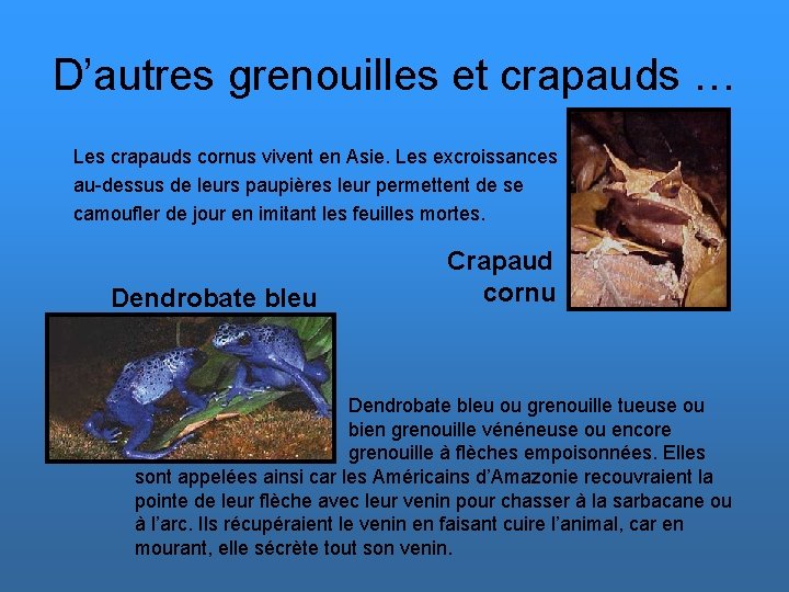 D’autres grenouilles et crapauds … Les crapauds cornus vivent en Asie. Les excroissances au-dessus
