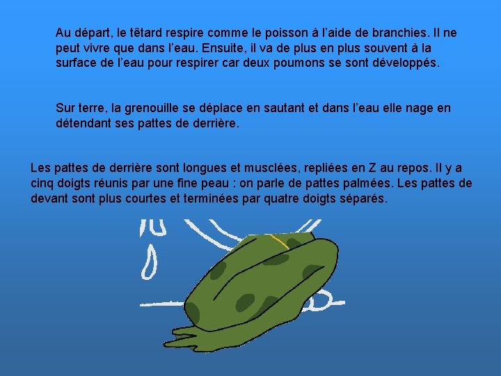 Au départ, le têtard respire comme le poisson à l’aide de branchies. Il ne