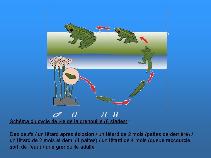 Schéma du cycle de vie de la grenouille (6 stades) : Des oeufs /