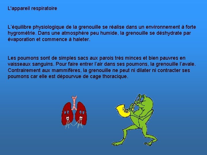 L'appareil respiratoire L’équilibre physiologique de la grenouille se réalise dans un environnement à forte