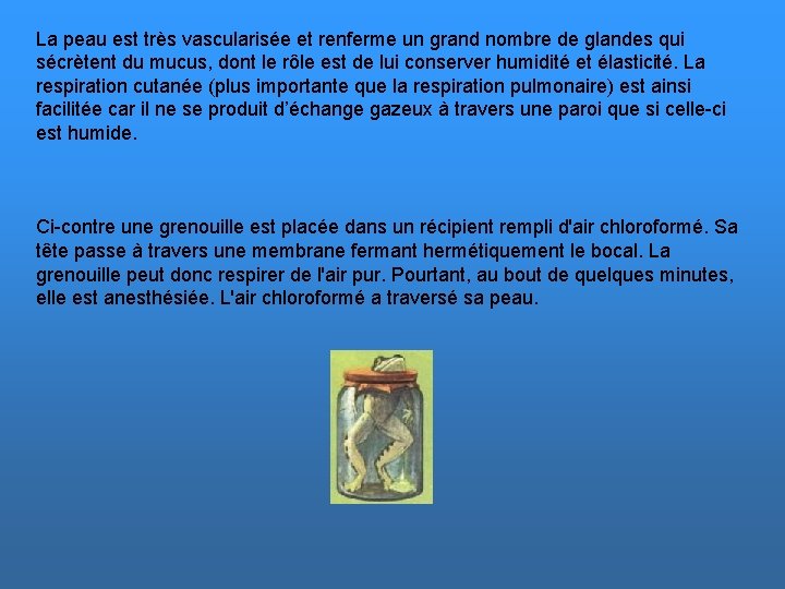 La peau est très vascularisée et renferme un grand nombre de glandes qui sécrètent