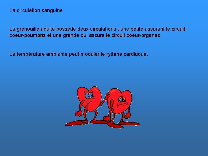 La circulation sanguine La grenouille adulte possède deux circulations : une petite assurant le