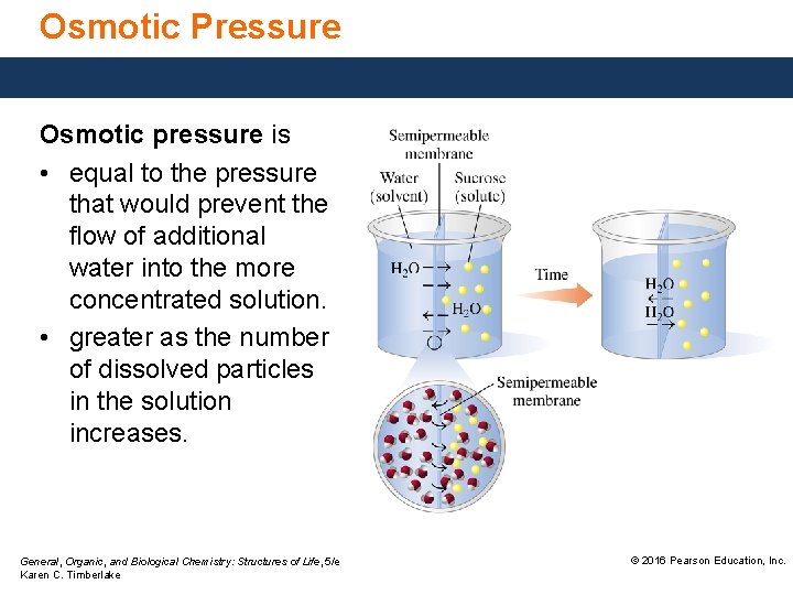 Osmotic Pressure Osmotic pressure is • equal to the pressure that would prevent the