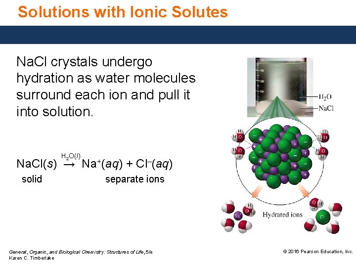 Solutions with Ionic Solutes Na. Cl crystals undergo hydration as water molecules surround each