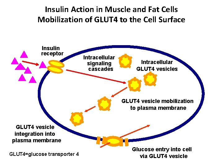 Insulin Action in Muscle and Fat Cells Mobilization of GLUT 4 to the Cell