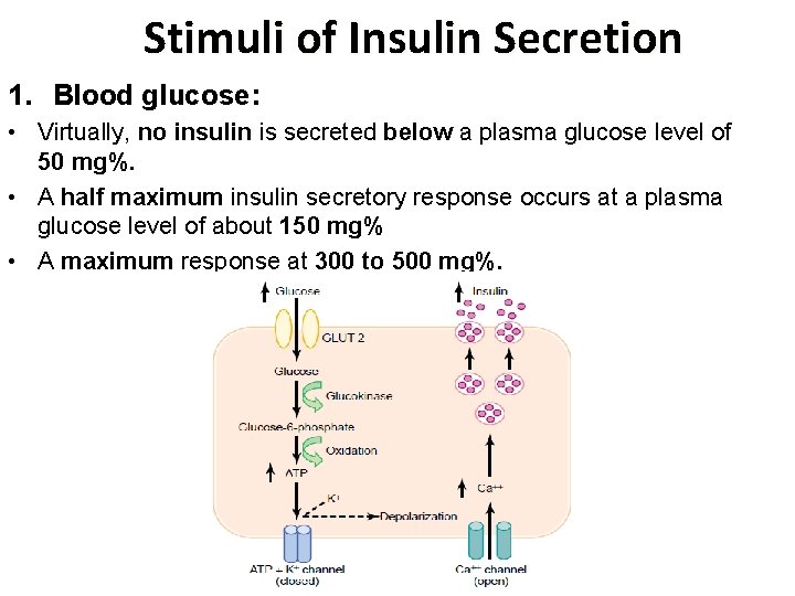 Stimuli of Insulin Secretion 1. Blood glucose: • Virtually, no insulin is secreted below