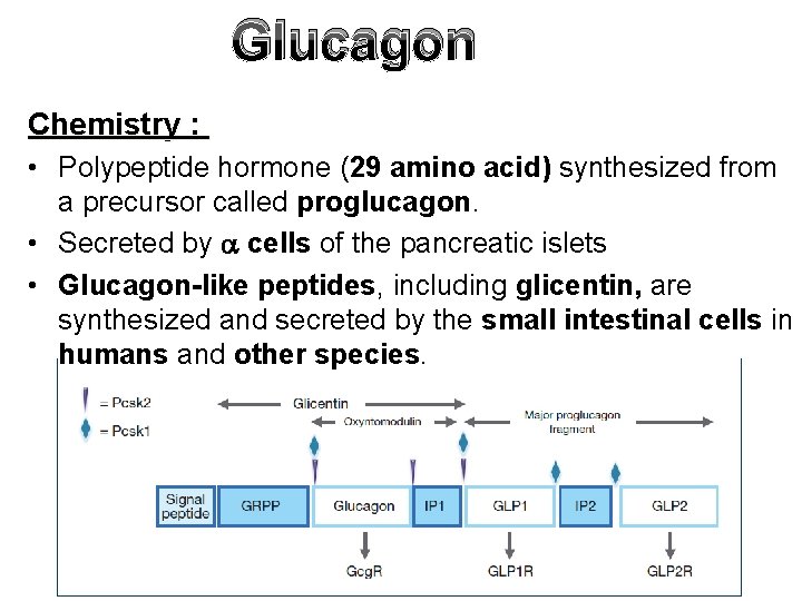 Glucagon Chemistry : • Polypeptide hormone (29 amino acid) synthesized from a precursor called