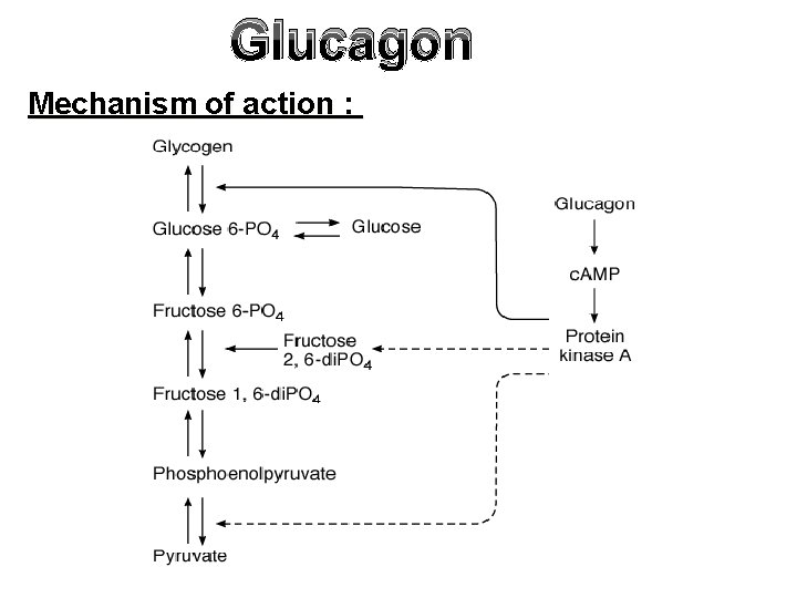Glucagon Mechanism of action : 