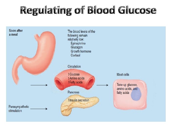 Regulating of Blood Glucose 