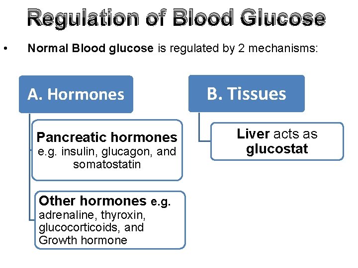 Regulation of Blood Glucose • Normal Blood glucose is regulated by 2 mechanisms: A.