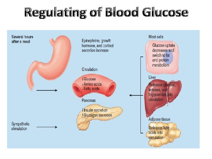 Regulating of Blood Glucose 
