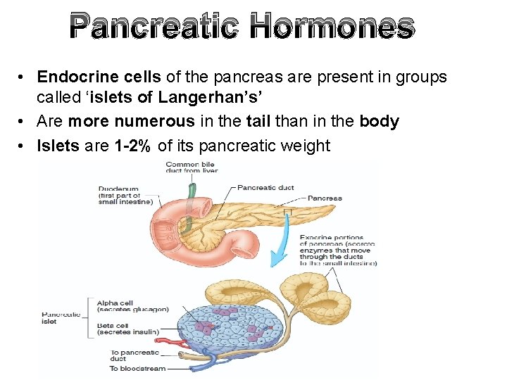 Pancreatic Hormones • Endocrine cells of the pancreas are present in groups called ‘islets