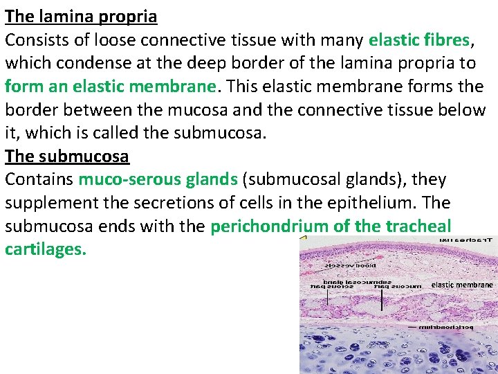 The lamina propria Consists of loose connective tissue with many elastic fibres, which condense