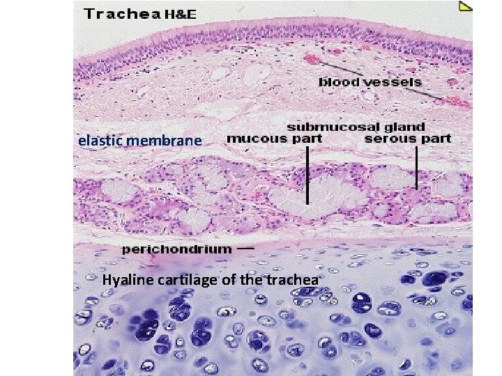 elastic membrane Hyaline cartilage of the trachea 