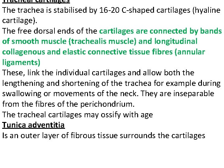 Tracheal cartilages The trachea is stabilised by 16 -20 C-shaped cartilages (hyaline cartilage). The