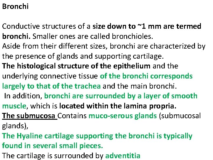 Bronchi Conductive structures of a size down to ~1 mm are termed bronchi. Smaller