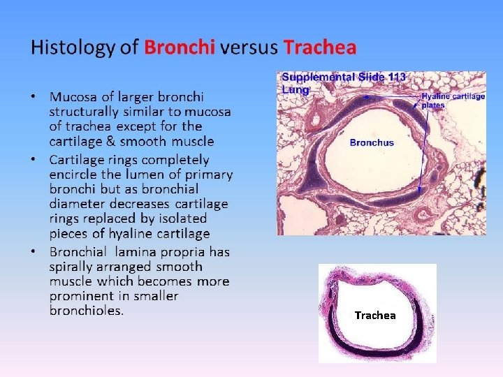Trachea 