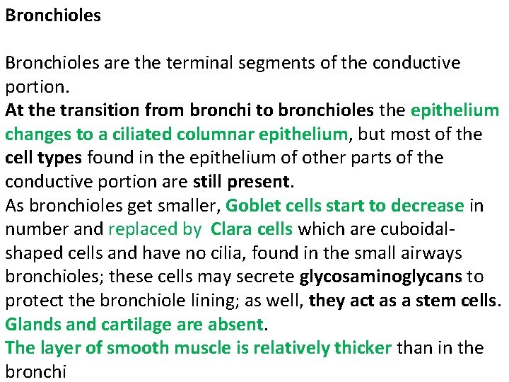 Bronchioles are the terminal segments of the conductive portion. At the transition from bronchi