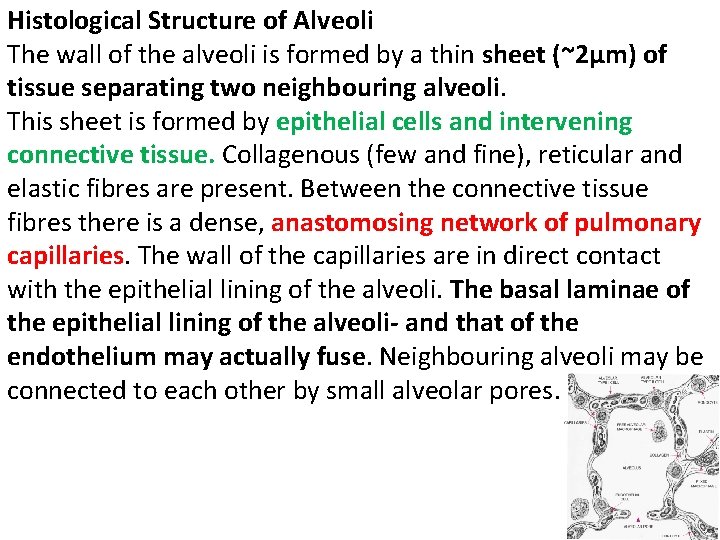 Histological Structure of Alveoli The wall of the alveoli is formed by a thin