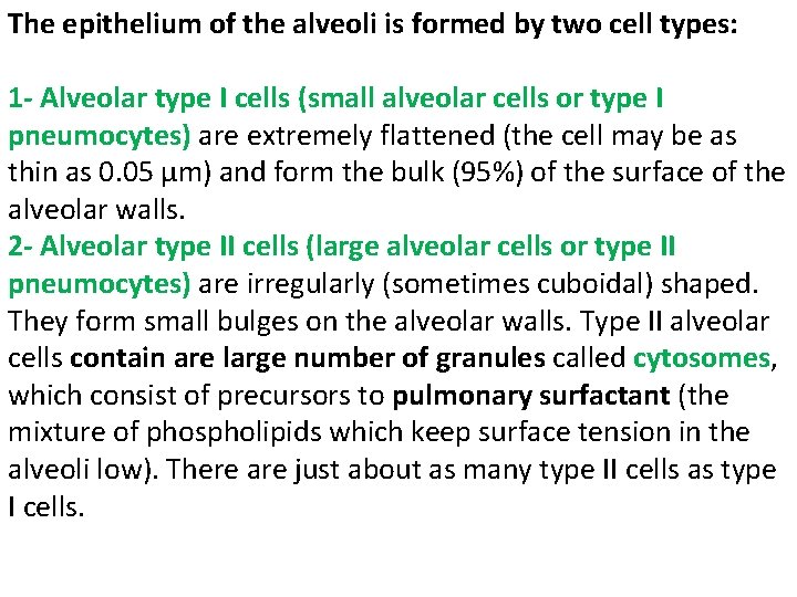 The epithelium of the alveoli is formed by two cell types: 1 - Alveolar