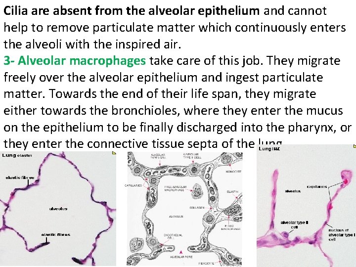 Cilia are absent from the alveolar epithelium and cannot help to remove particulate matter
