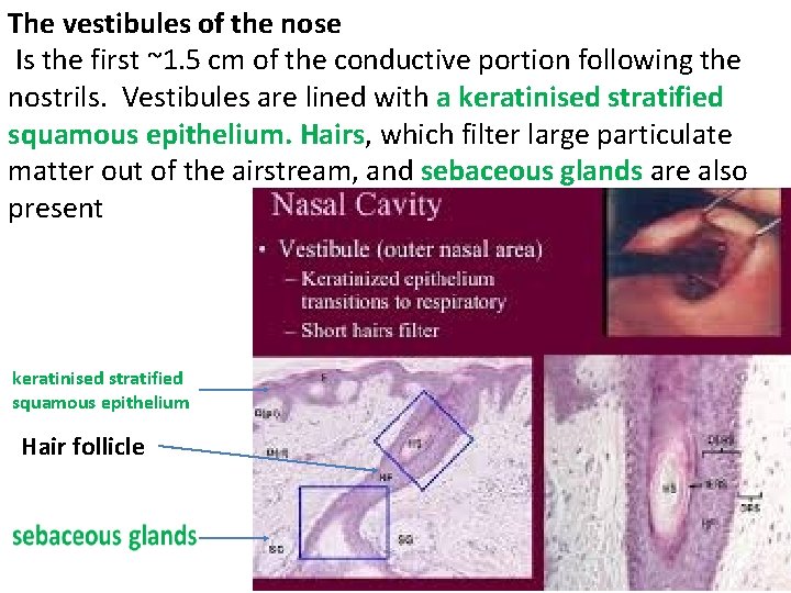The vestibules of the nose Is the first ~1. 5 cm of the conductive