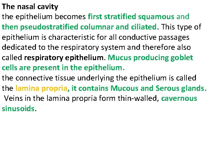 The nasal cavity the epithelium becomes first stratified squamous and then pseudostratified columnar and