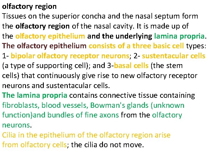olfactory region Tissues on the superior concha and the nasal septum form the olfactory