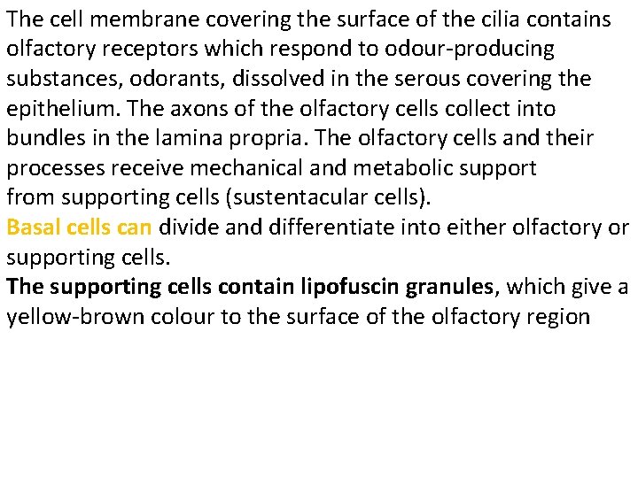 The cell membrane covering the surface of the cilia contains olfactory receptors which respond