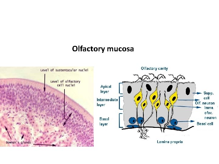 Olfactory mucosa 