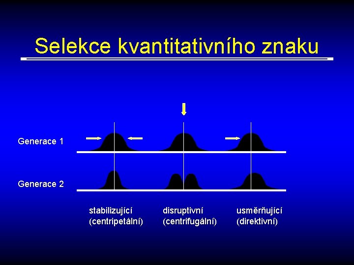 Selekce kvantitativního znaku Generace 1 Generace 2 stabilizující (centripetální) disruptivní (centrifugální) usměrňující (direktivní) 