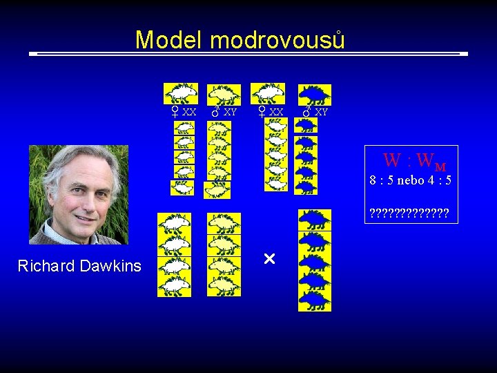 Model modrovousů ♀ XX ♂ XY W : WM 8 : 5 nebo 4