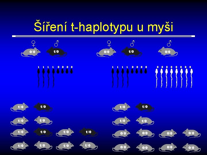 Šíření t-haplotypu u myši ♀ ♂ 0/0 t t t t ♀ ♂ t/0