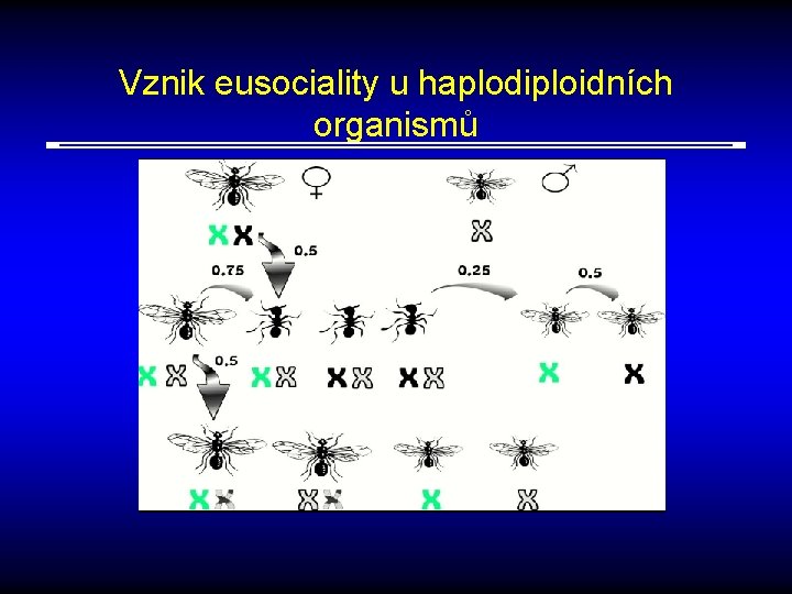 Vznik eusociality u haplodiploidních organismů 