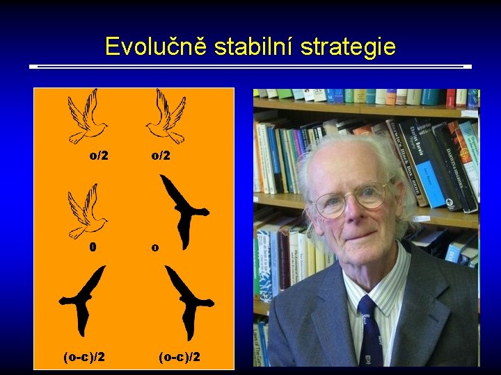 Evolučně stabilní strategie o/2 0 (o-c)/2 o (o-c)/2 Jaká je výsledná proporce jestřábů (p)?