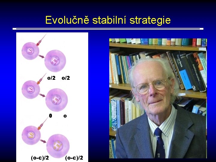 Evolučně stabilní strategie o/2 0 o (o-c)/2 