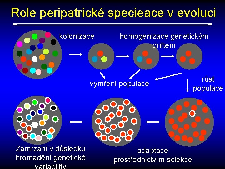 Role peripatrické specieace v evoluci kolonizace homogenizace genetickým driftem vymření populace Zamrzání v důsledku