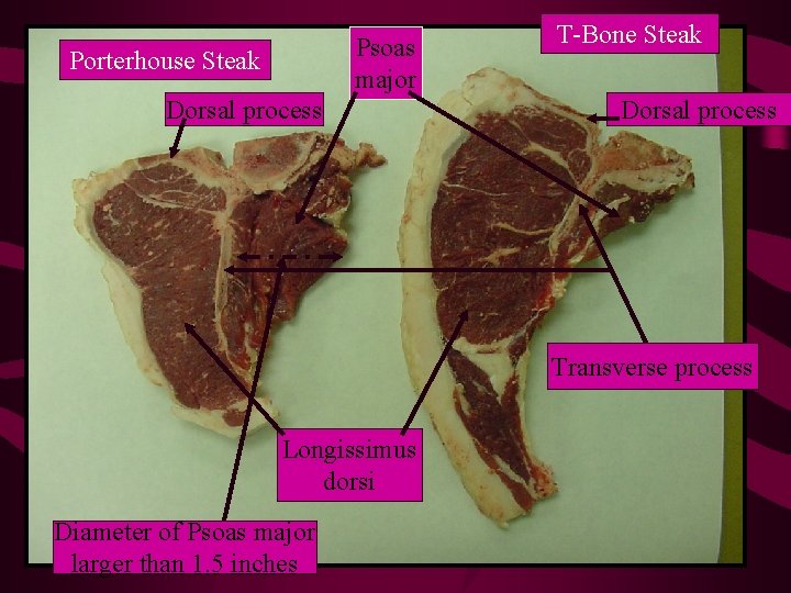 Psoas major Porterhouse Steak Dorsal process T-Bone Steak Dorsal process Transverse process Longissimus dorsi