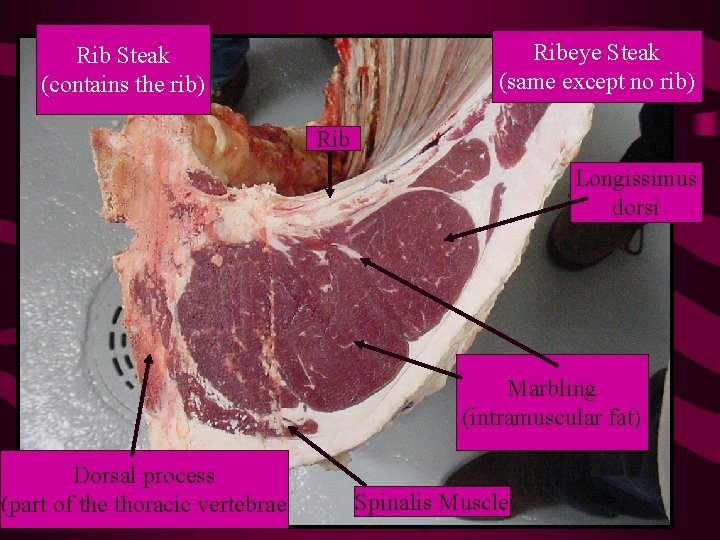 Ribeye Steak (same except no rib) Rib Steak (contains the rib) Rib Longissimus dorsi