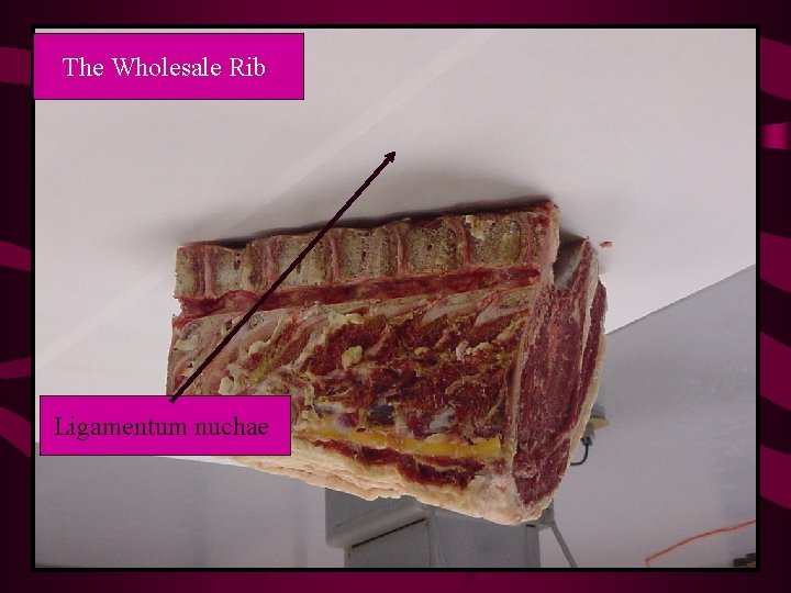 The Wholesale Rib Ligamentum nuchae 